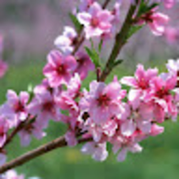 Meet your Posher, Sara :) - Picture 1 of 1